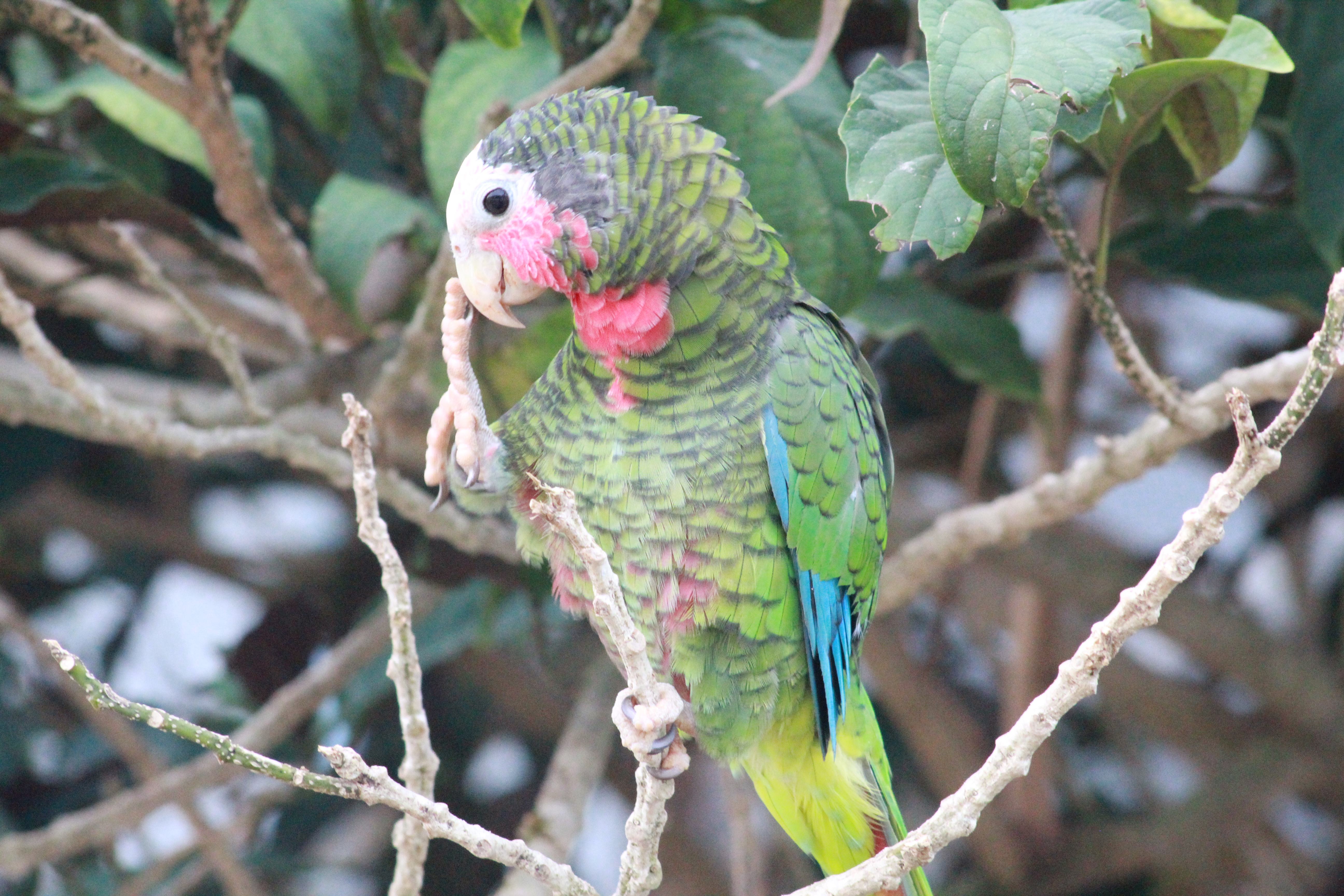 observer les oiseaux à la ciénaga